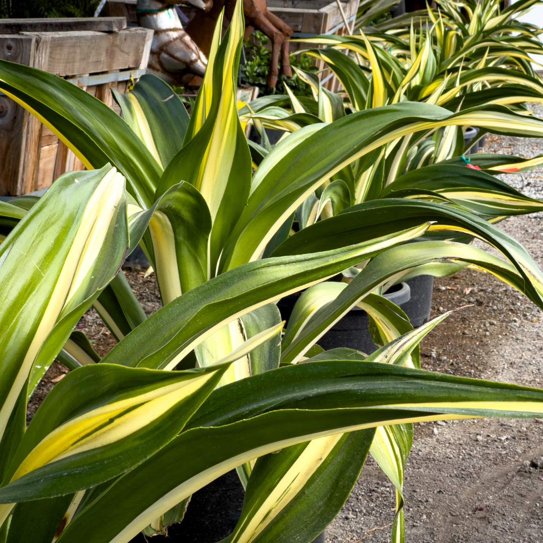 False Agave
