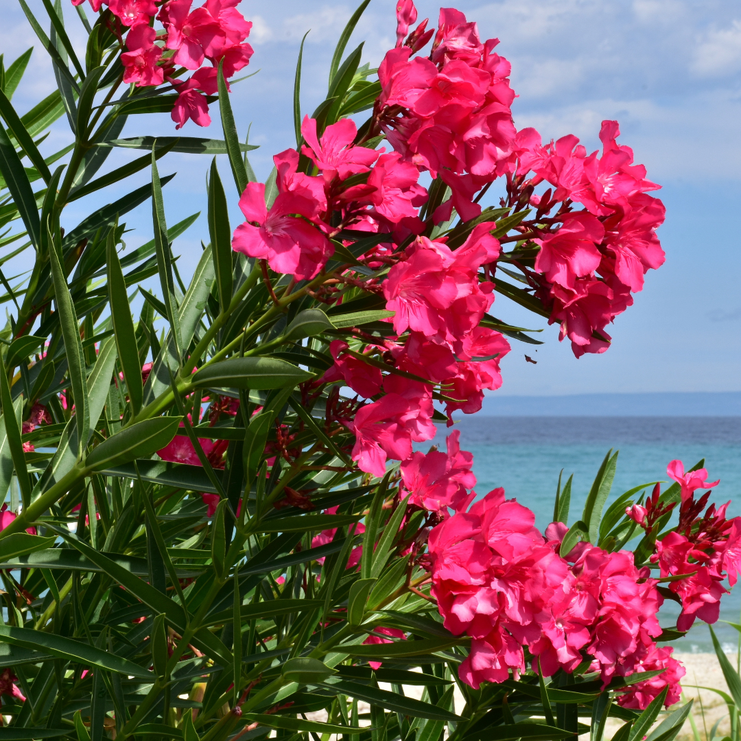 Calypso Pink Oleander