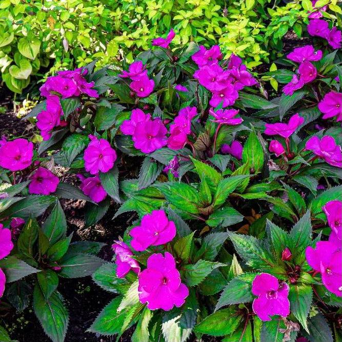 New Guinea Impatiens