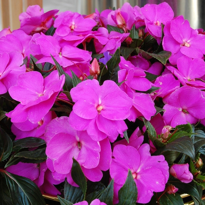 New Guinea Impatiens