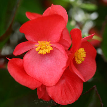 Green Leaf Begonias