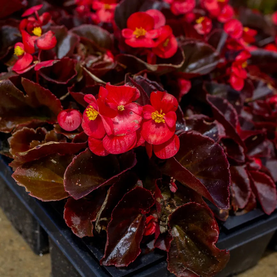 Bronze Leaf Begonias