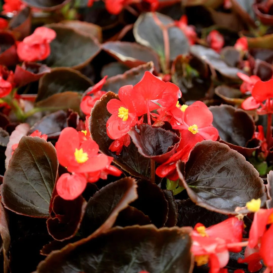 Bronze Leaf Begonias