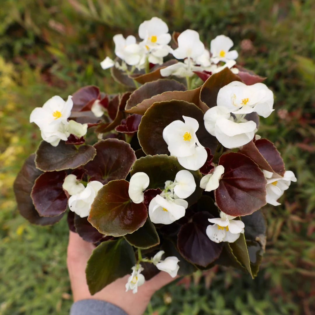 Bronze Leaf Begonias