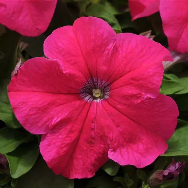 Petunias