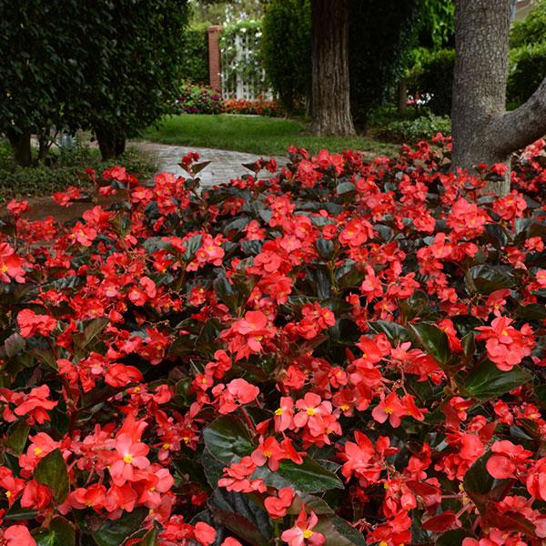 Bronze Leaf Begonias