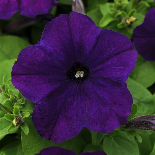 Petunias