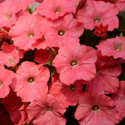 Petunias