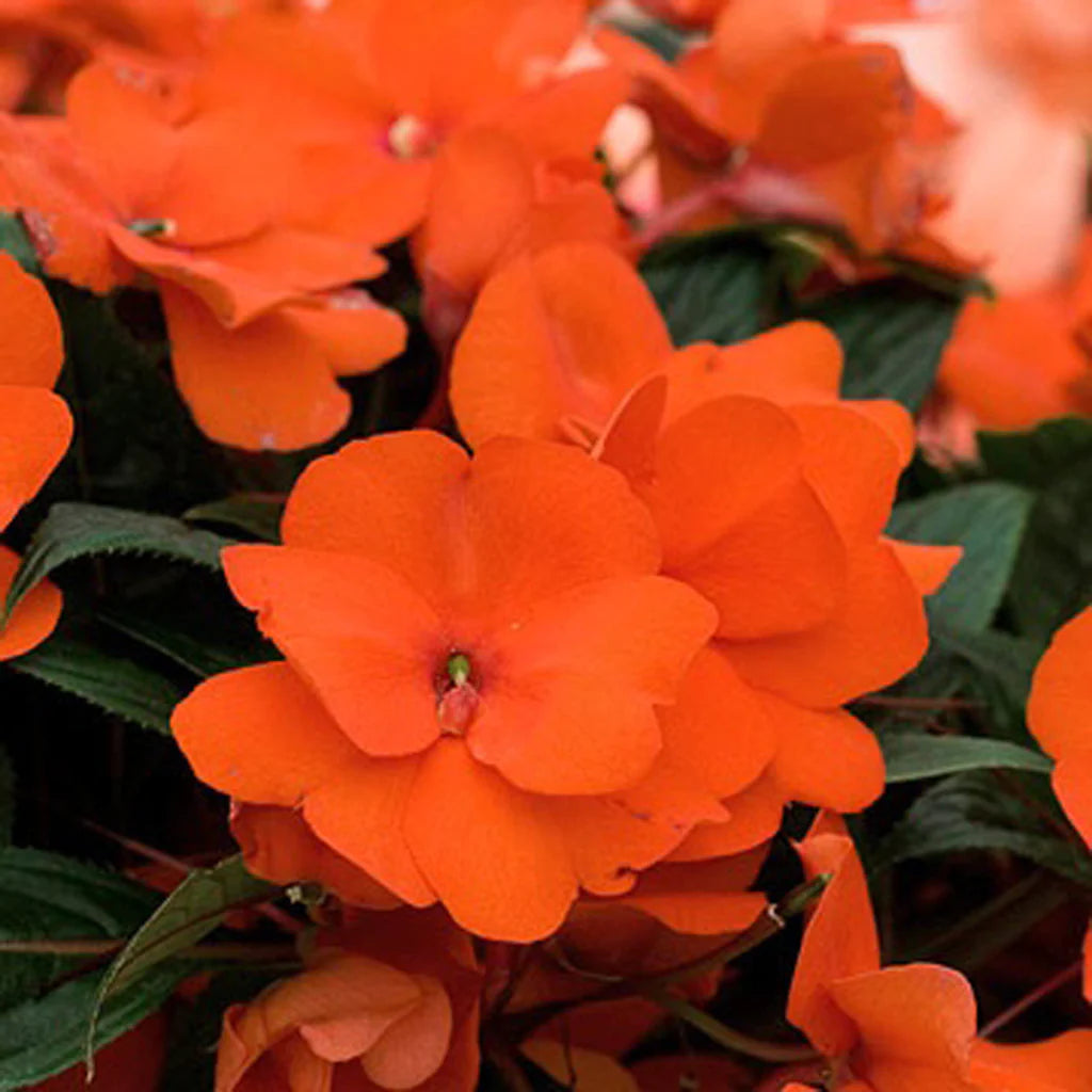 New Guinea Impatiens