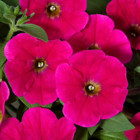 Petunias