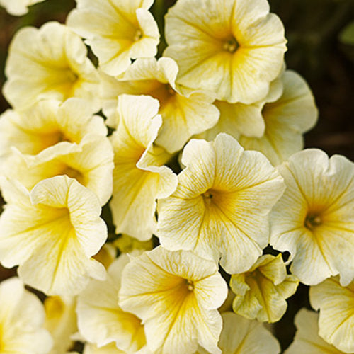 Petunias