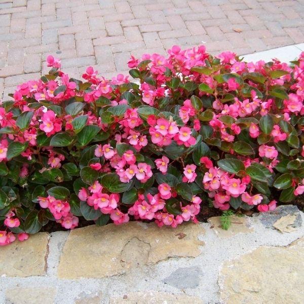 Green Leaf Begonias