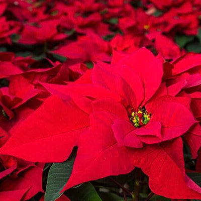 Poinsettias