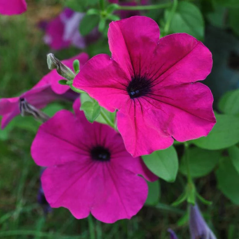 Petunias