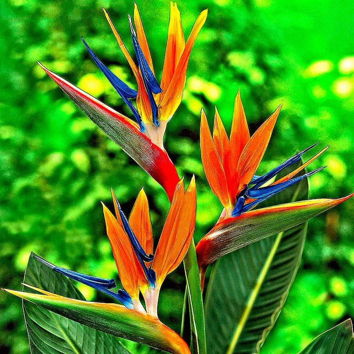 Hot Bird of Paradise