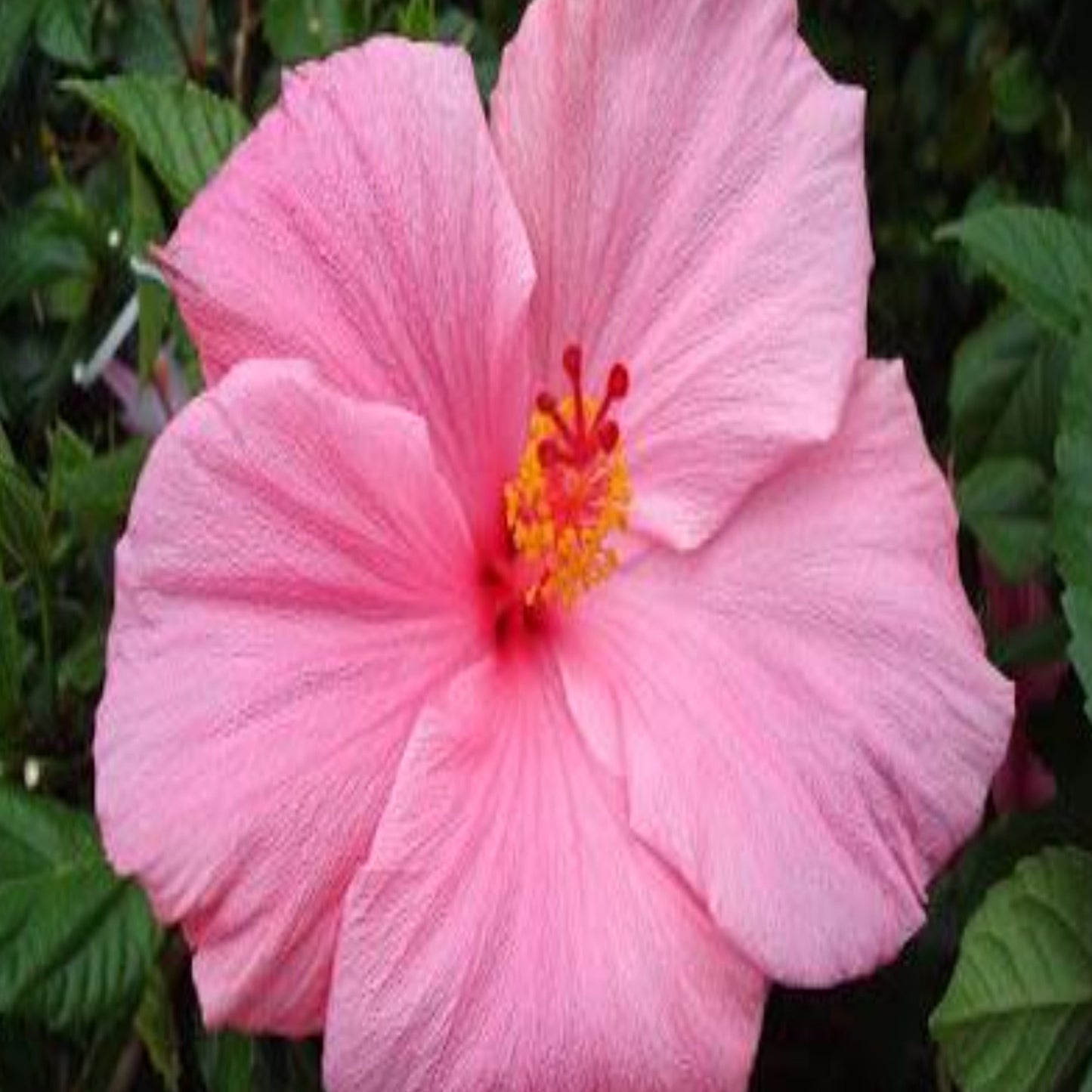 Hibiscus 'Seminole Pink'