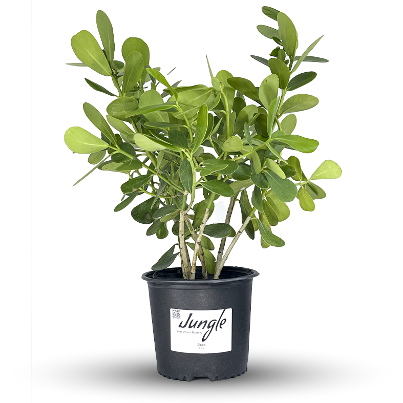 Clusia Hedge – Jungle Plants