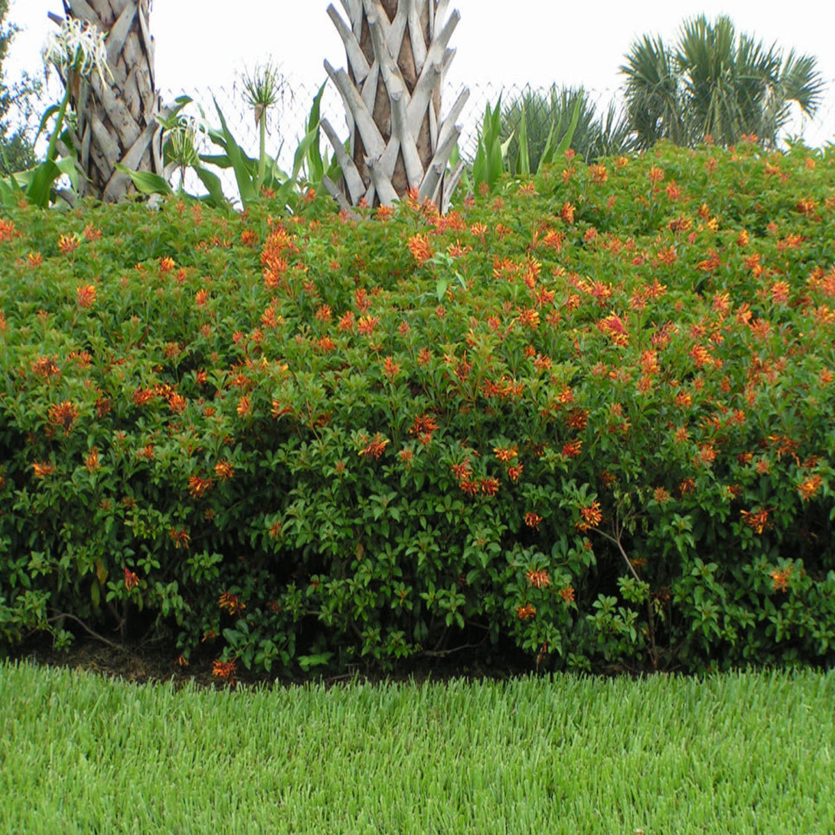 Firebush – Jungle Plants