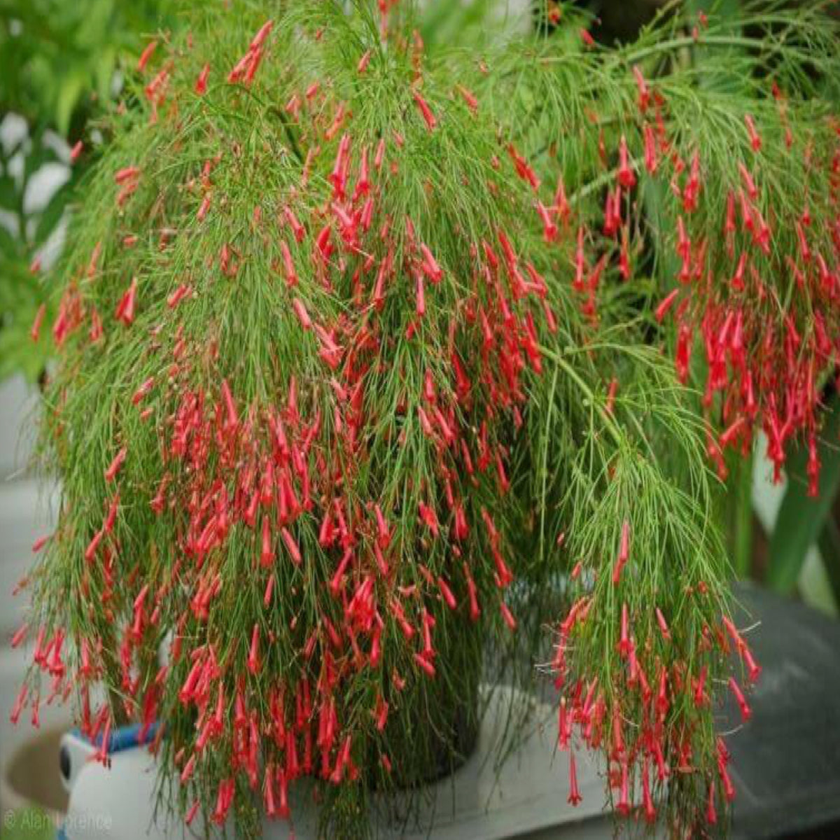Ginger Firecracker Firecracker Geranium GARDENING: 'WHY IS MY FIRECRACKER NOT FLOWERING?'