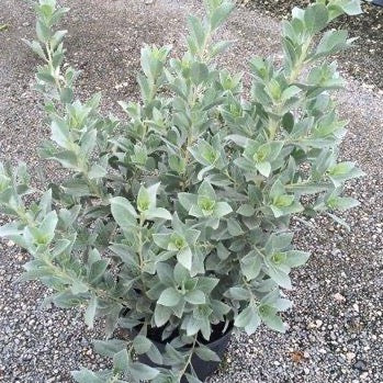 silver button plant indoor Silver Buttonwood