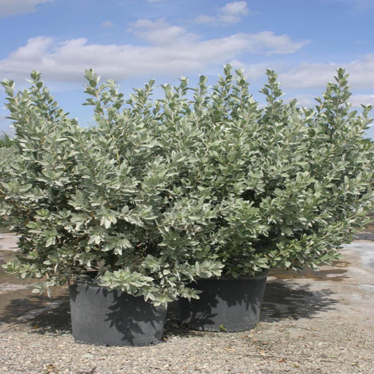 Silver Buttonwood
