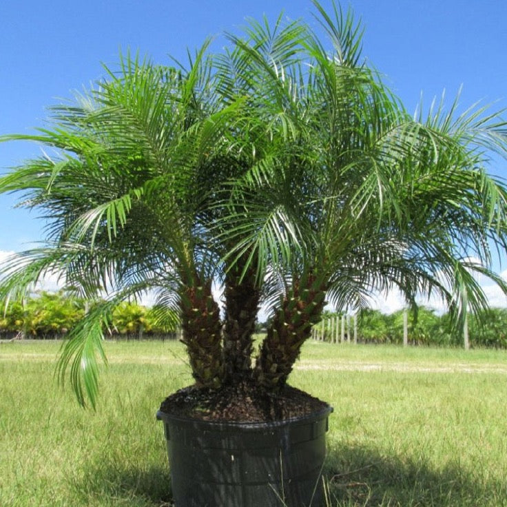 Roebelenii - Pygmy Date Palm