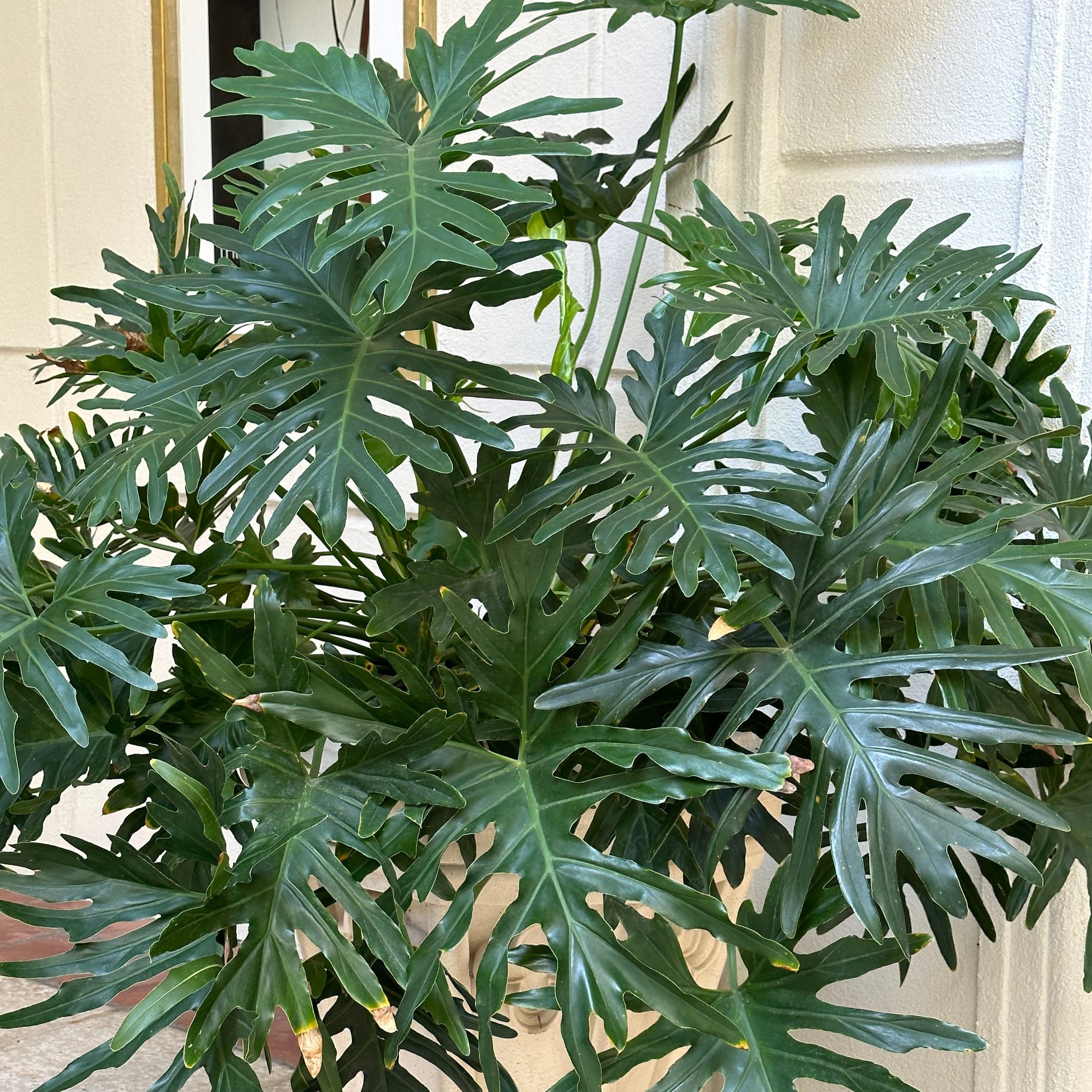 selloum plant indoor Selloum – Jungle Plants