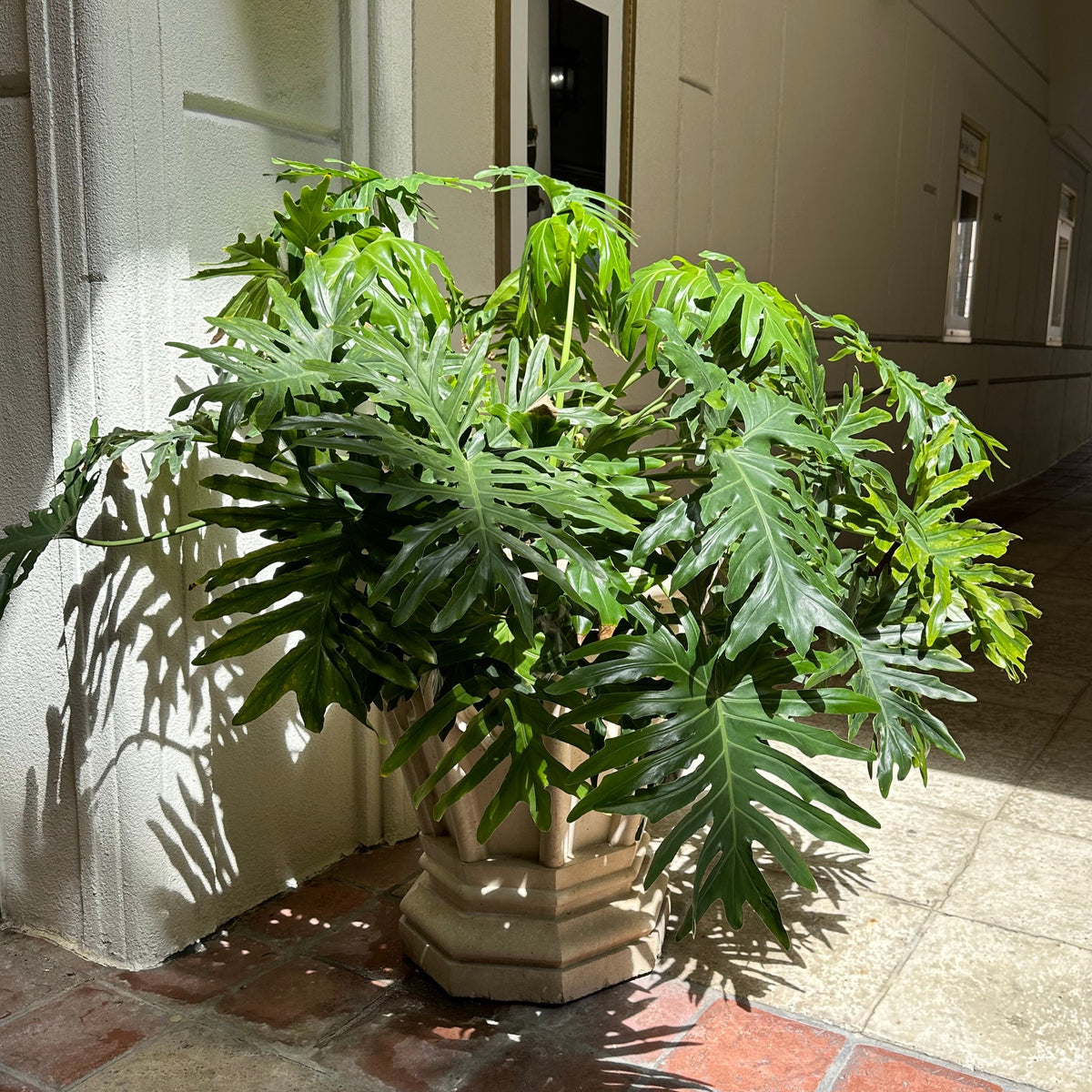 Soolam Tree Selloum – Jungle Plants