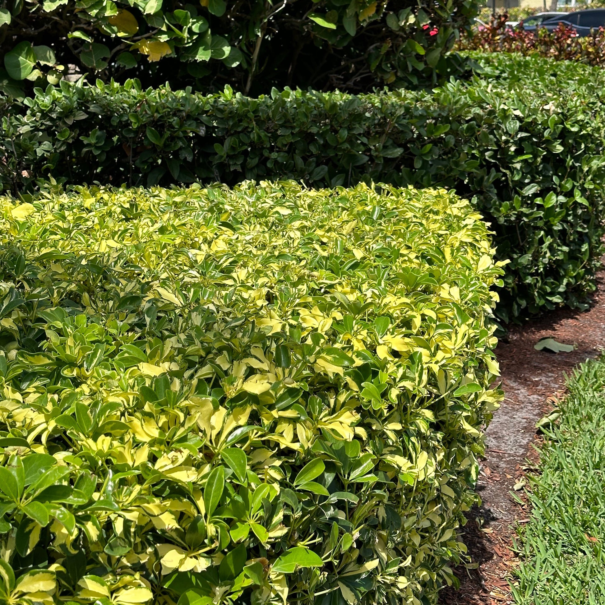 schefflera arboricola hedge Trinette – Jungle Plants