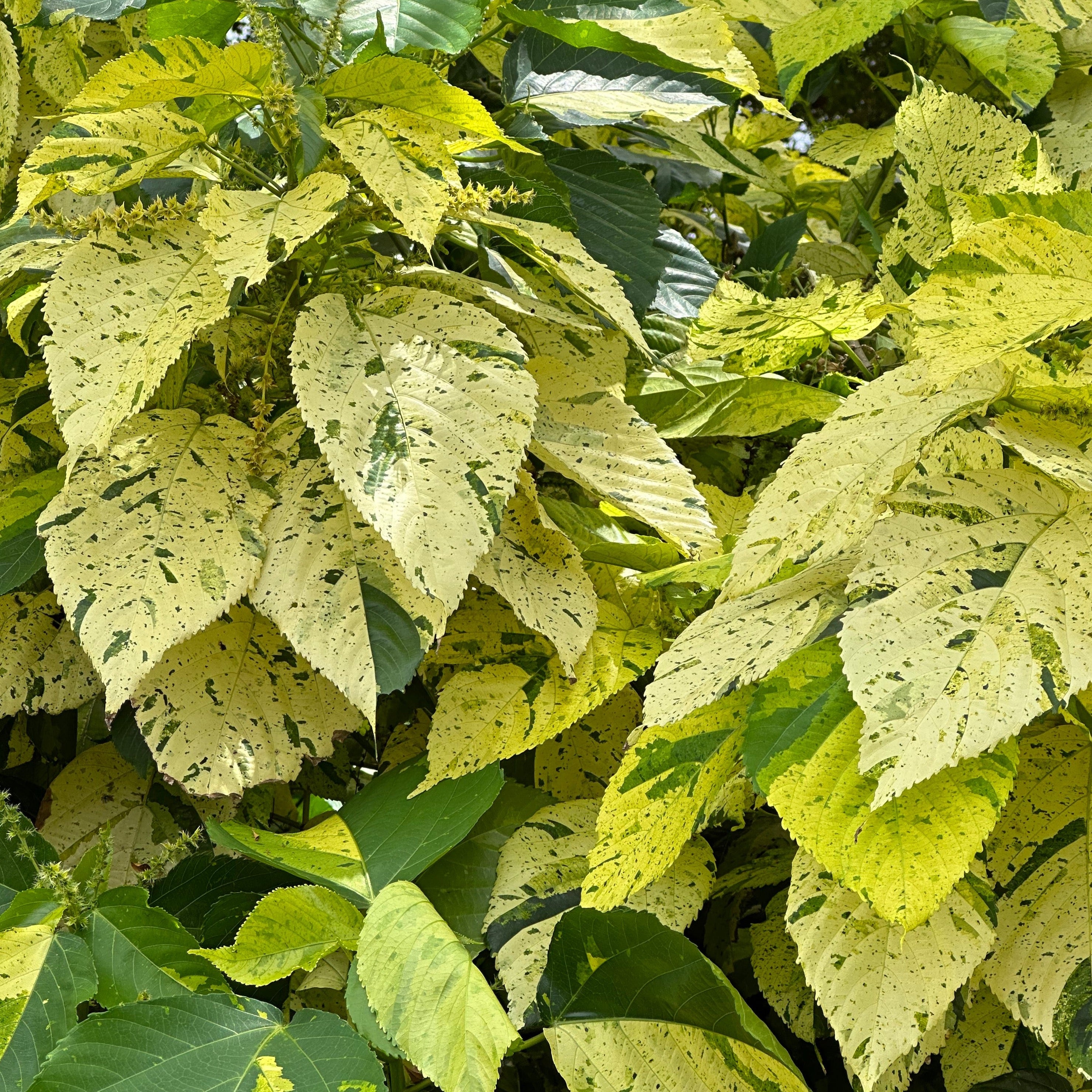 Acalypha Wilkesiana Copper Leaf