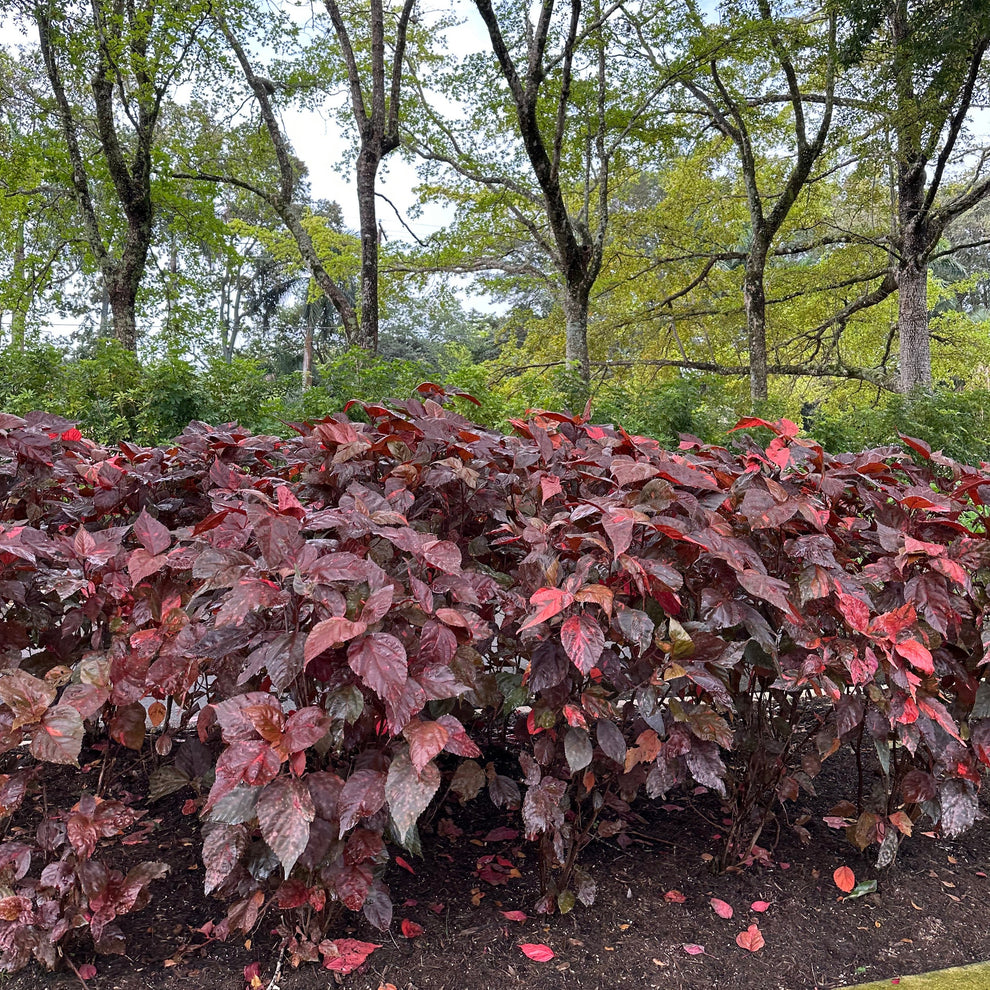 CopperLeaf - Red – Jungle Plants