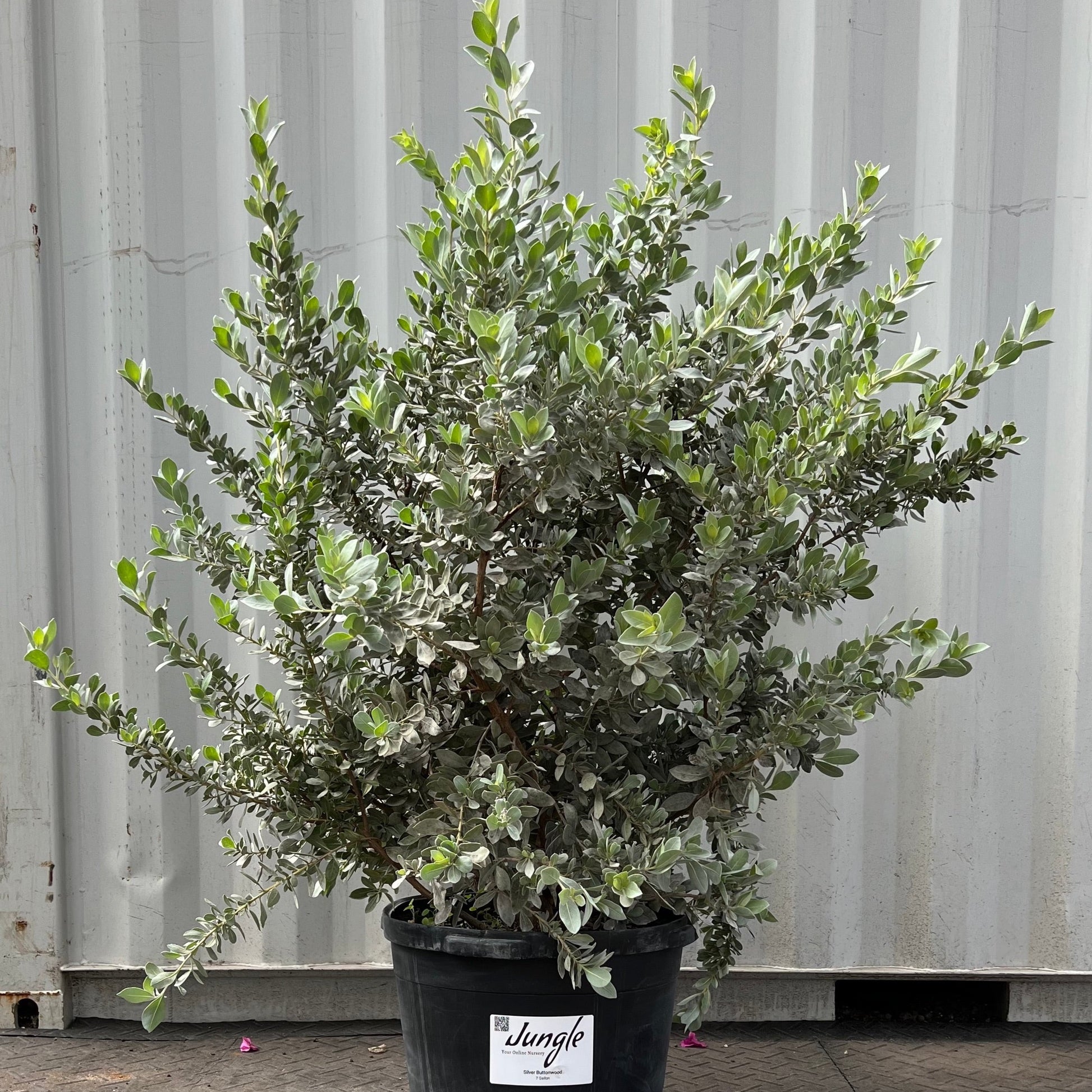 silver button plant indoor Silver Buttonwood – Jungle Plants