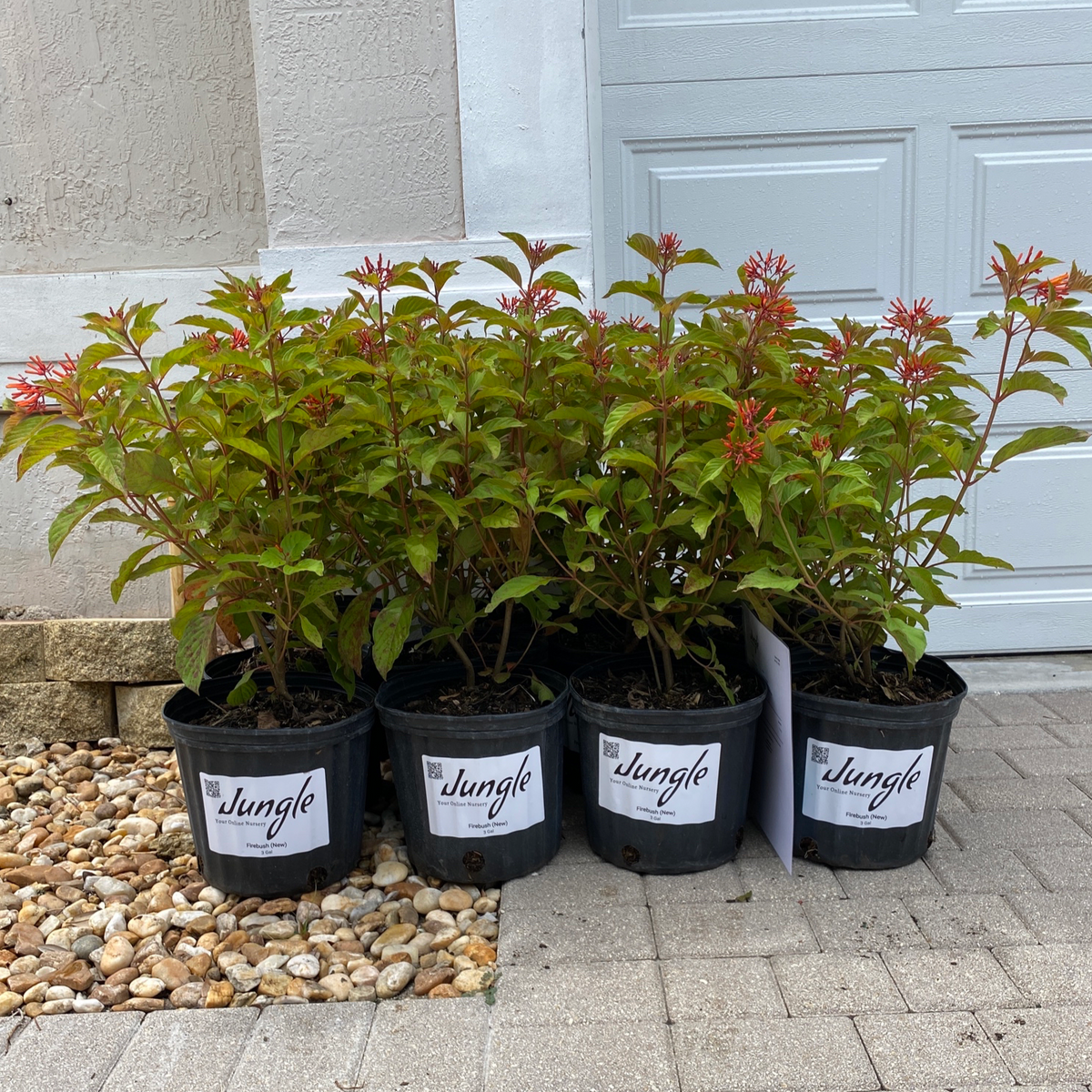 Firebush – Jungle Plants
