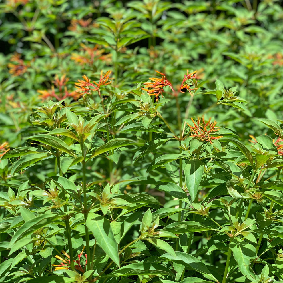 Firebush – Jungle Plants