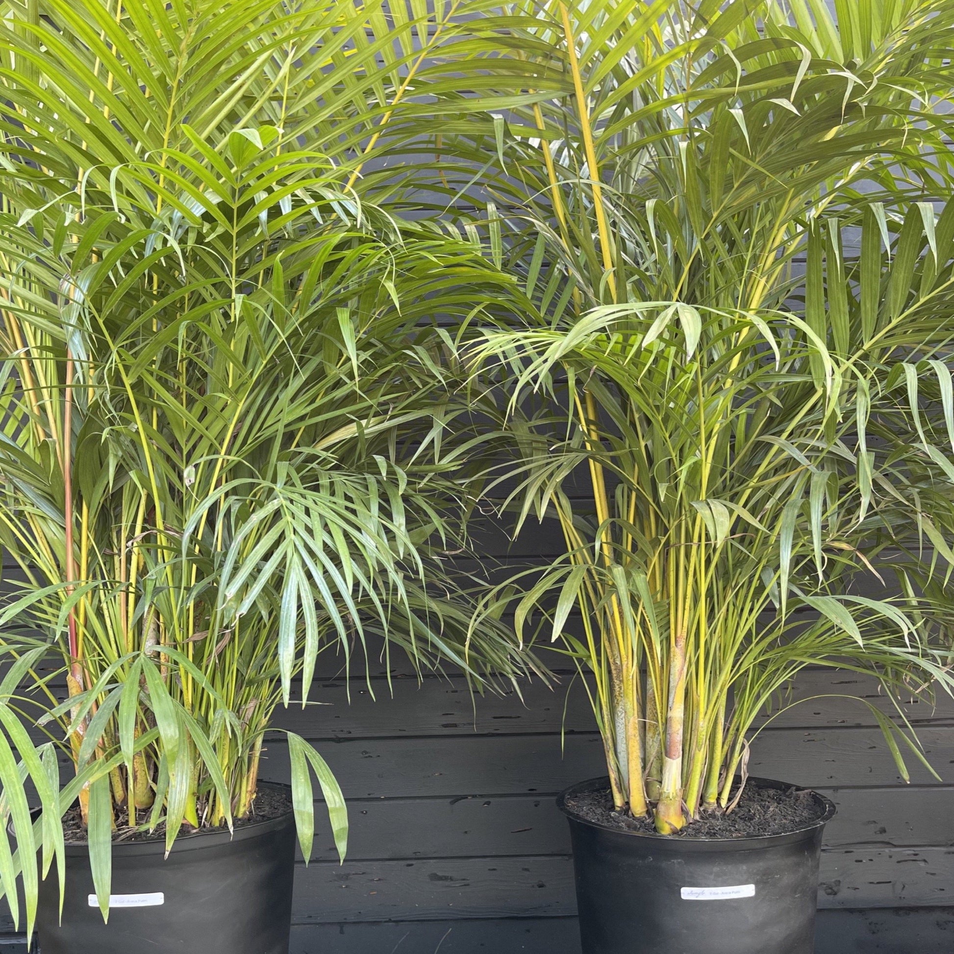 Areca Palm