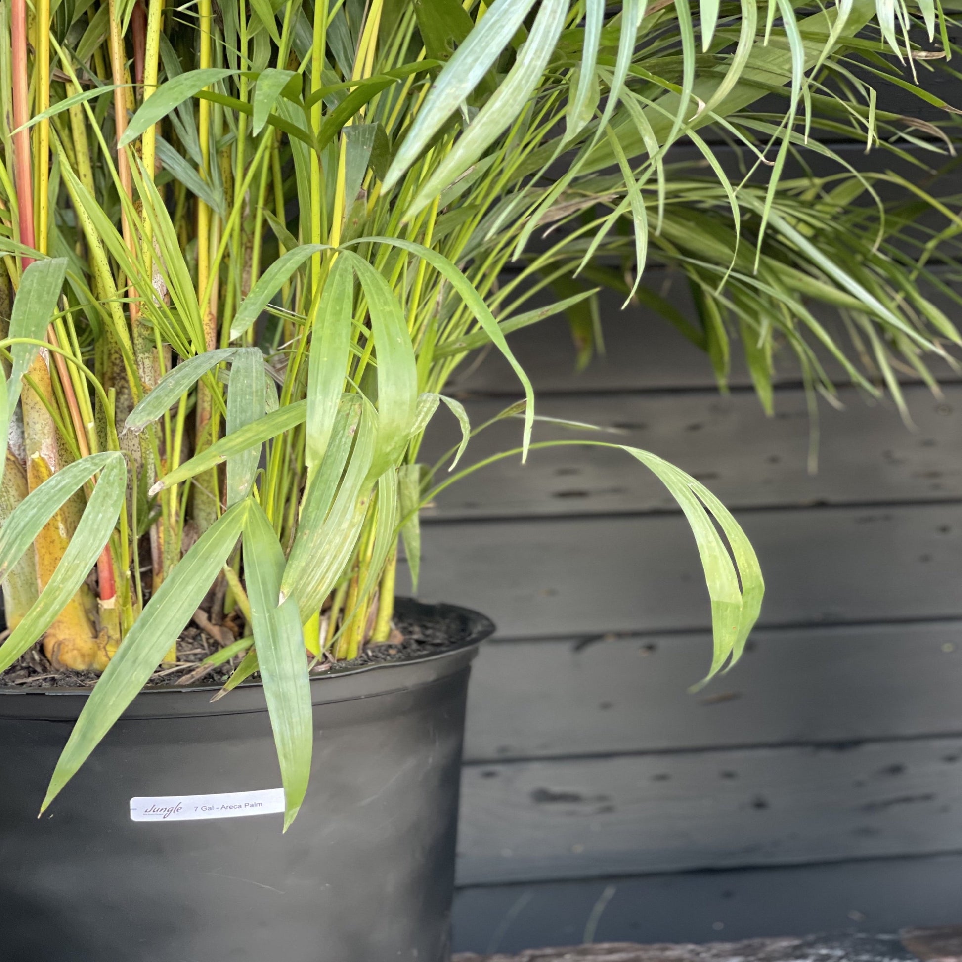 Areca Palm