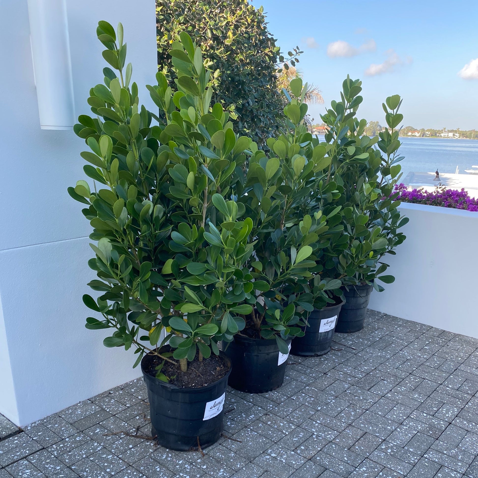 Clusia Hedge – Jungle Plants