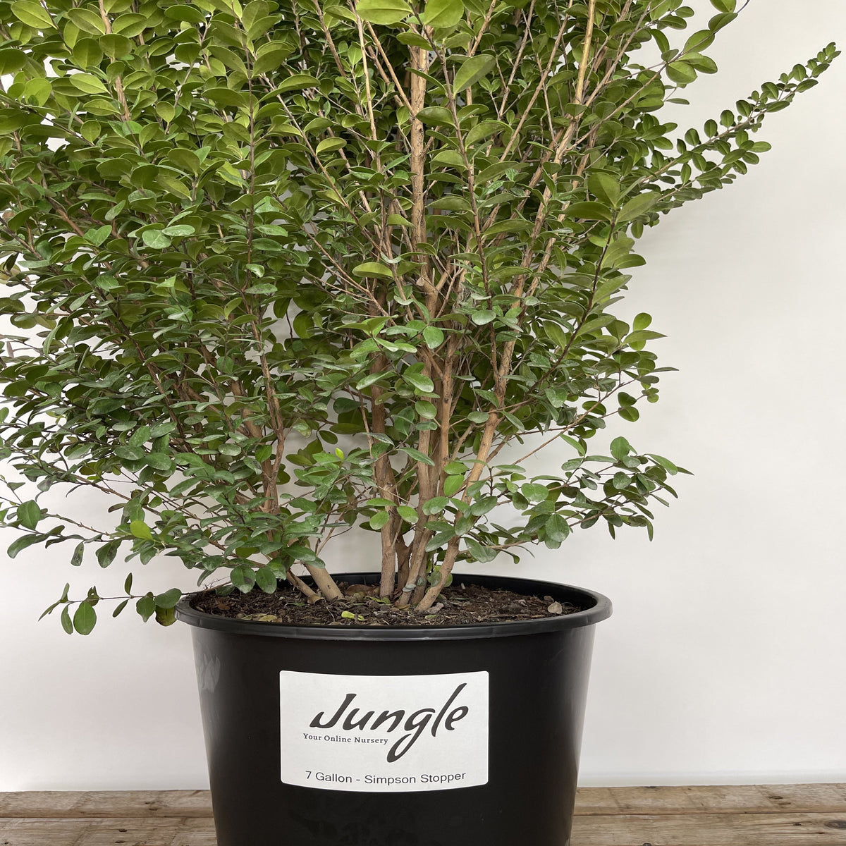 Simpson Stopper – Jungle Plants