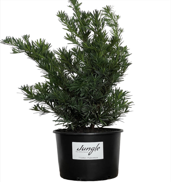 Podocarpus – Jungle Plants