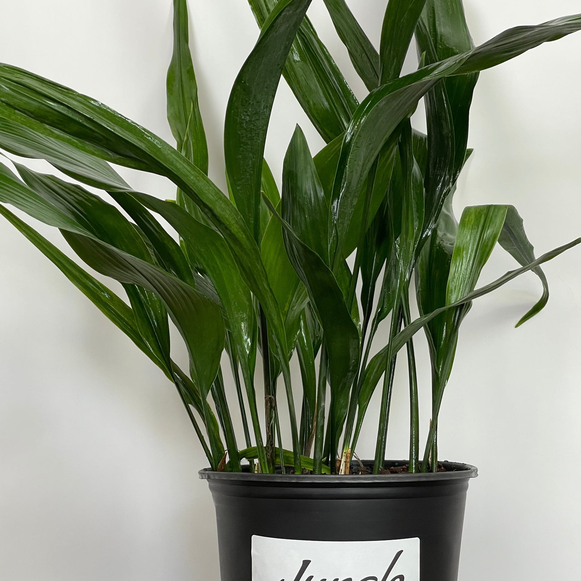 cast iron house plant Cast Iron Plant
