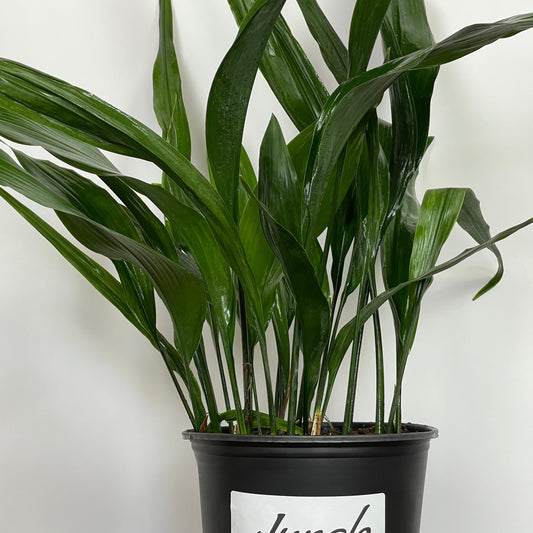 Cast Iron Plant