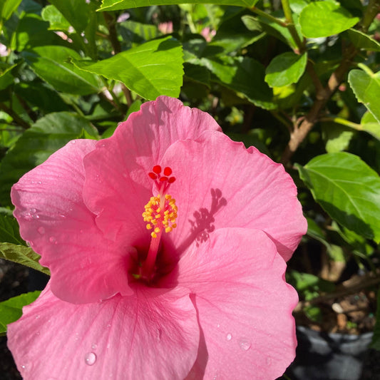 Hibiscus 'Seminole Pink'