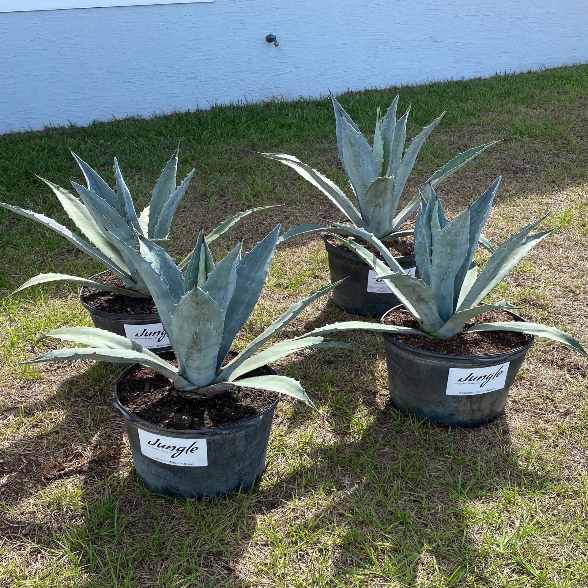 Blue Agave – Jungle Plants