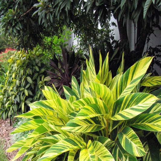 Variegated Ginger