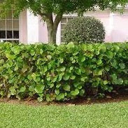 sea grape indoor plant Sea Grape – Jungle Plants