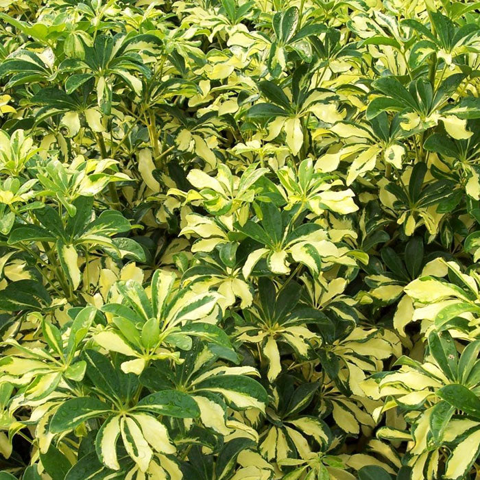 schefflera arboricola trinette Trinette