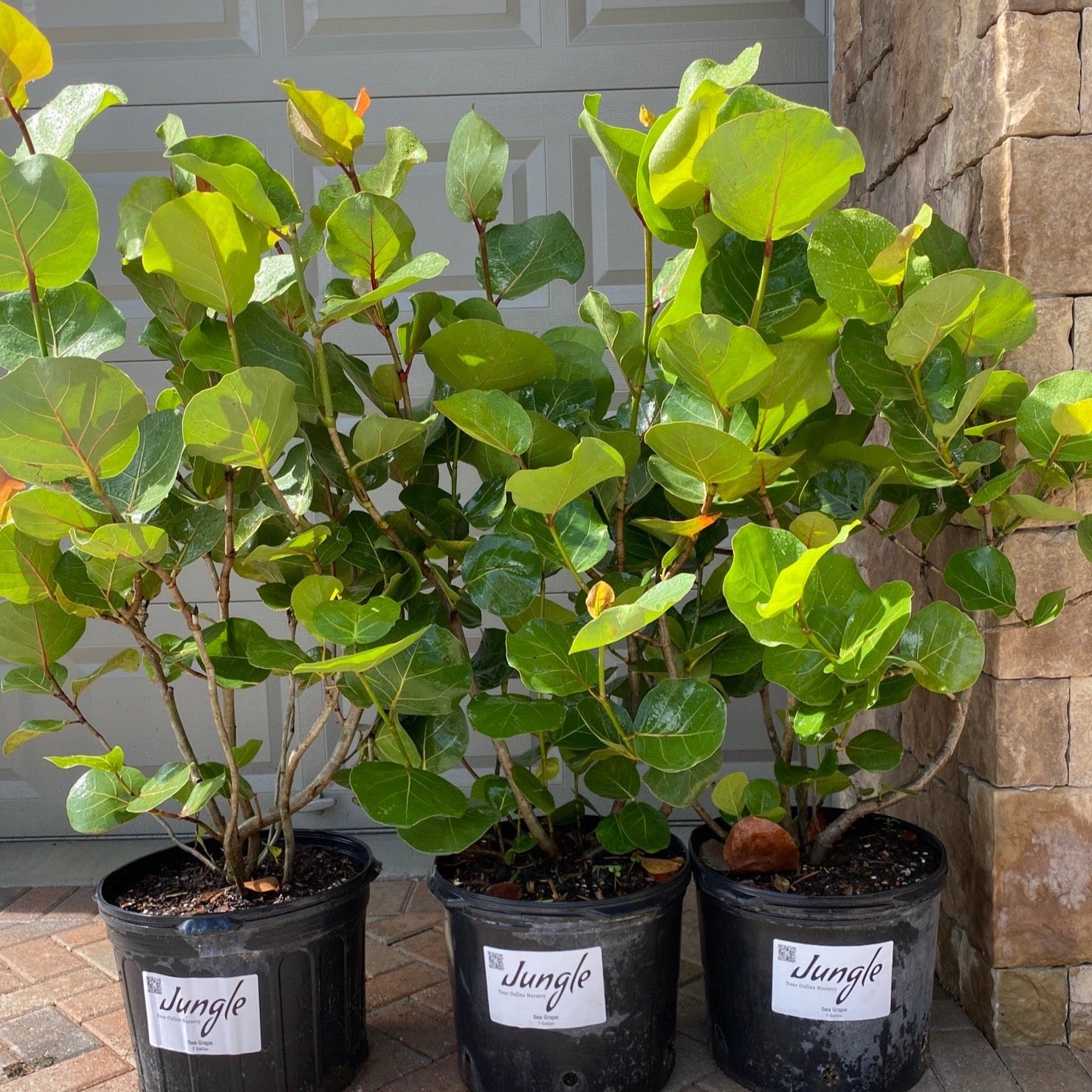 sea grape indoor plant care Sea Grape
