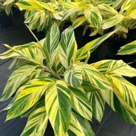 Variegated Ginger