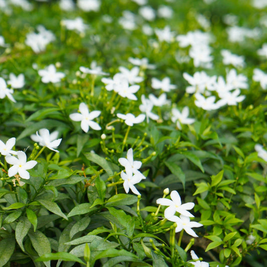 Pinwheel Jasmine