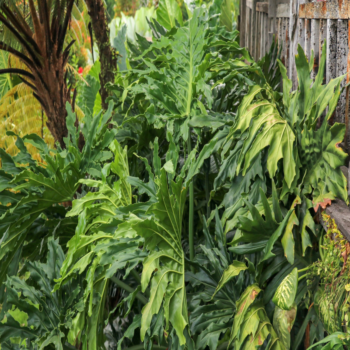 Soolam Tree Selloum – Jungle Plants